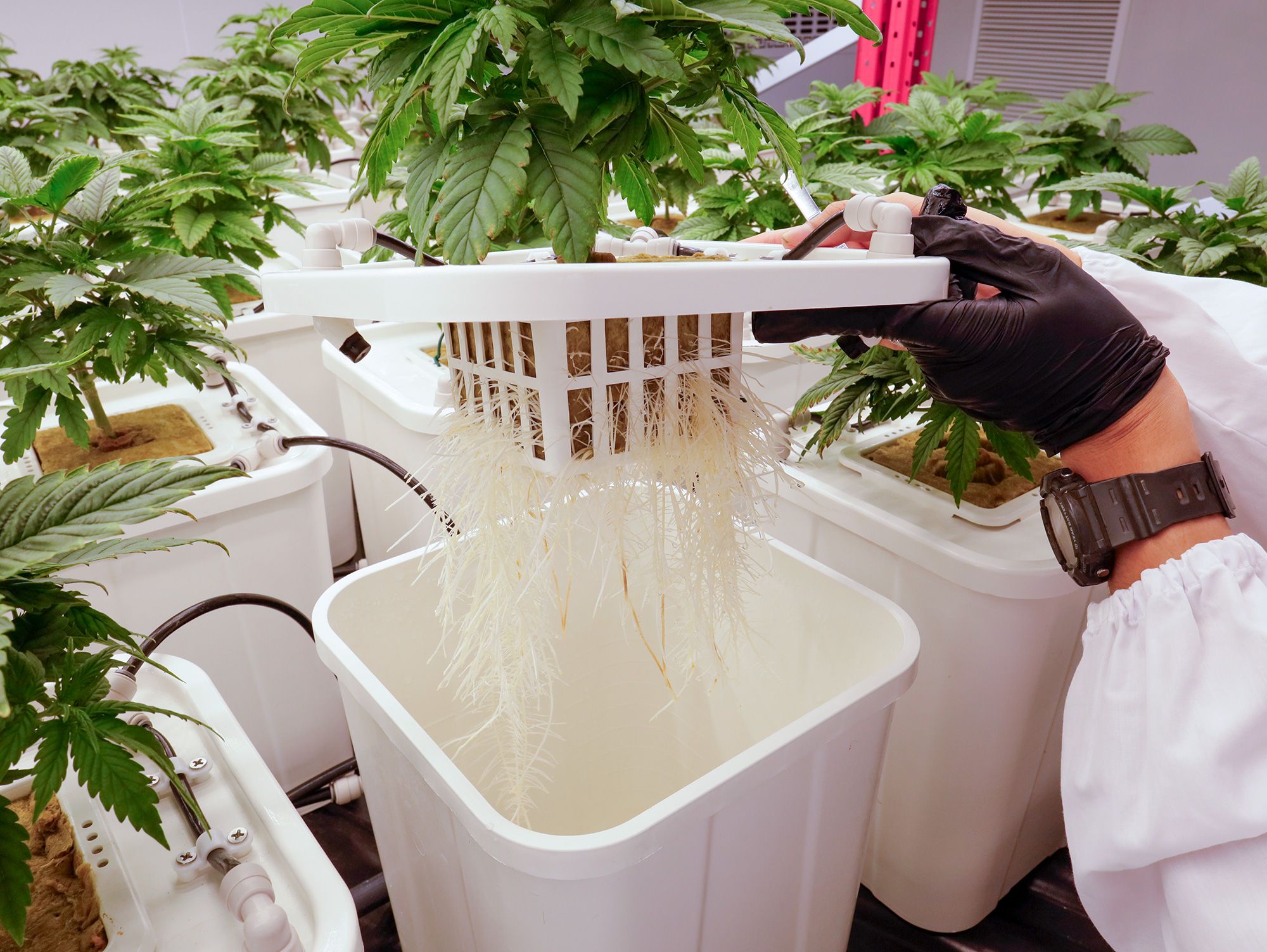 จูเนียร์ แอโรโพนิกส์ x คิงเวล : บทเรียนความสำเร็จในการปลูก 6 MG 3687