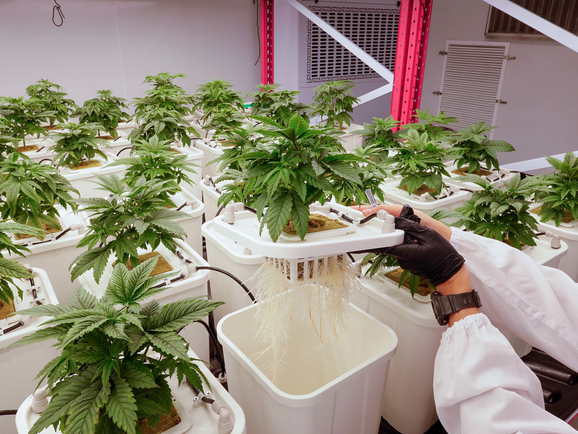 จูเนียร์ แอโรโพนิกส์ x คิงเวล : บทเรียนความสำเร็จในการปลูก 5 MG 3690