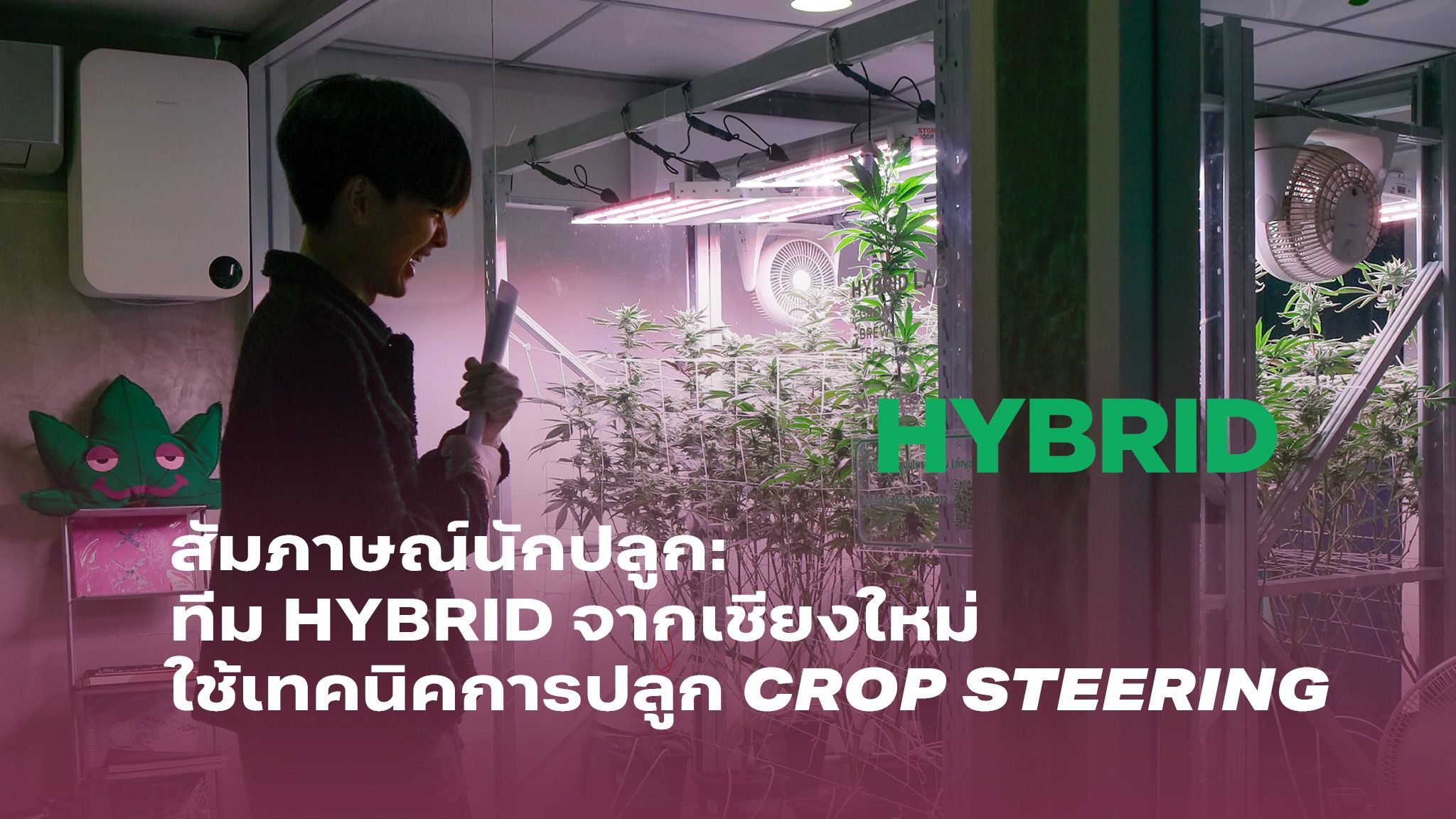 สัมภาษณ์นักปลูก:ทีม HYBRID จากเชียงใหม่ใช้เทคนิคการปลูก Crop Steering 1 สัมภาษณ์นักปลูก ทีม HYBRID จากเชียงใหม่ใช้เทคนิคการปลูกแบบควบคุมการเจริญเติบโตของพืช Crop Steering