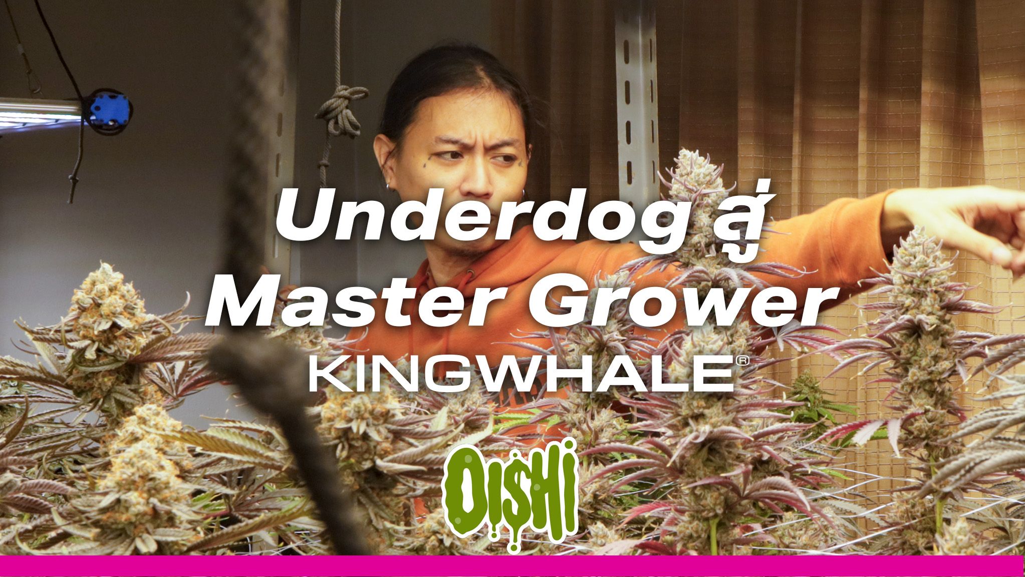 Oishi Grower: จาก Underdog สู่ Master Grower 1 Oishi Grower TH 2