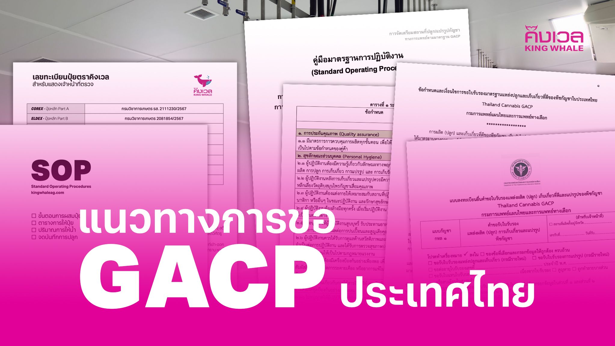 GACP TH