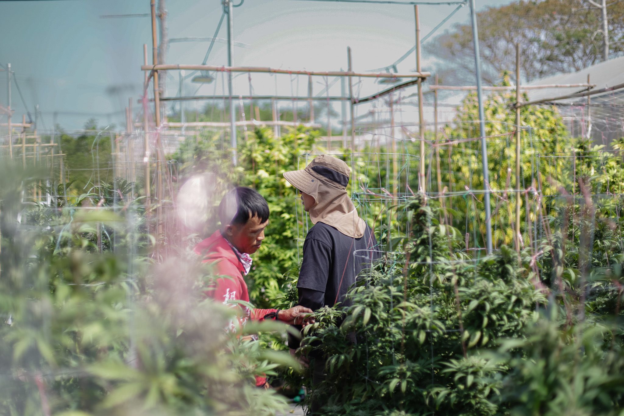 Cowboys Grower | When Passion Leads to the World of Professional Cultivation 4 IMG 2008