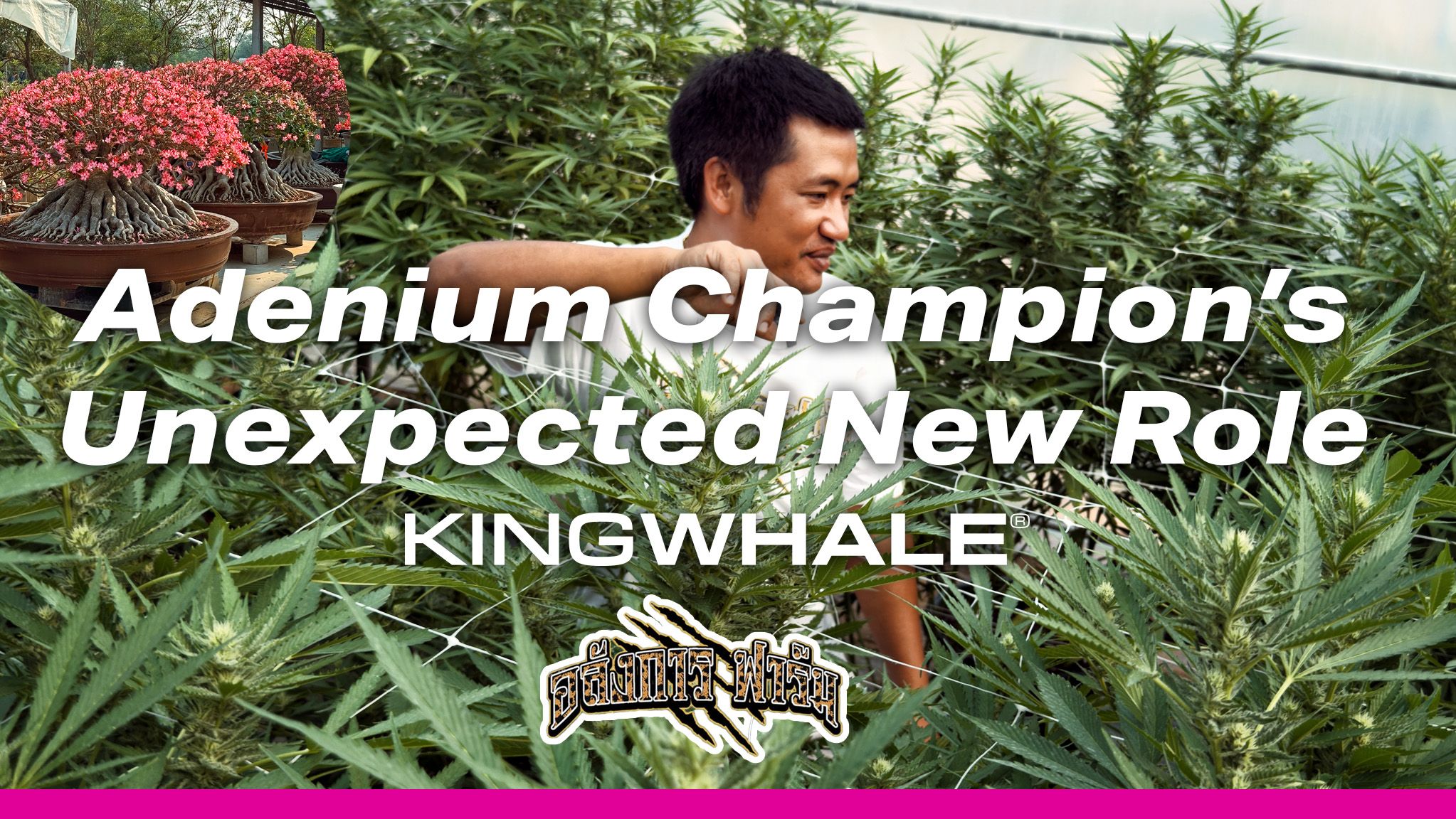 KINGWHALE - Modern Agriculture 25 BIG FARM AK EN 1