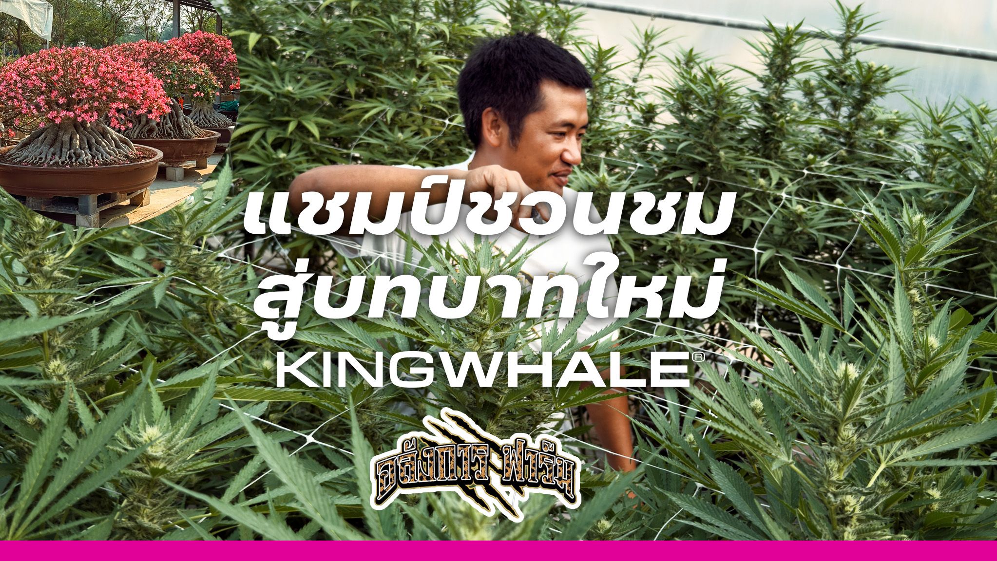 BIG FARM AK TH