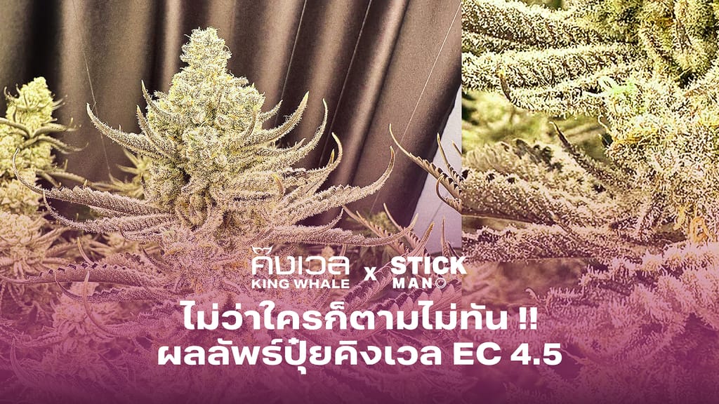 ปุ๋ยคิงเวล