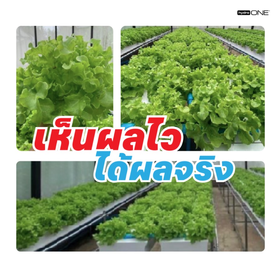Farm Results - Healthy Vegetables
